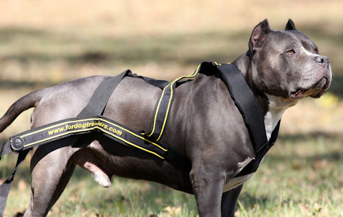 Weight Pulling Dog Harness for Pitbull | Pulling Dog Harness