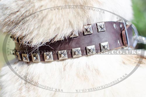Unusual Dog Collars Sparkling Style | West Siberian Laika Collar
