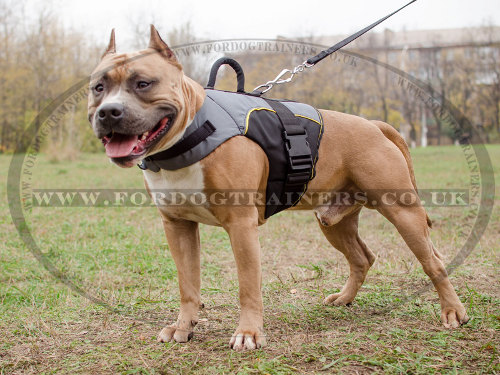 Warm Amstaff Dog Jacket with Handle for Support or Control