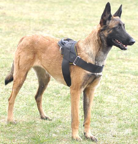 Dog Harness for Malinois Shepherds for Multipurpose Use