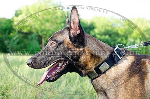 Belgian Shepherd Dog Collar with Plates | Nylon Dog Collar