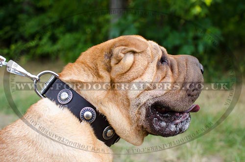 Shar Pei Dog Collar with Silver Color Vintage Medals