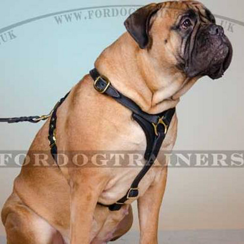 Bullmastiff Harness Handmade of Leather | Dog Harness for Sale