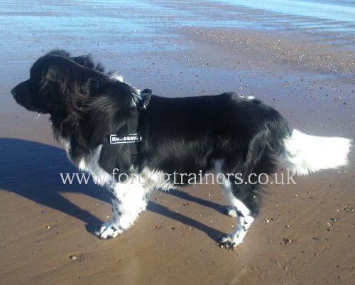 The Best Newfoundland Harness for Stop Dog Pulling&Easy Walking