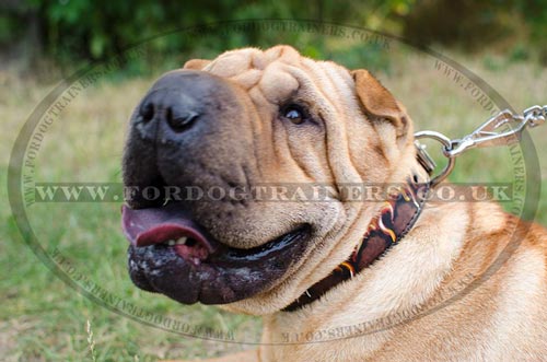 Bright Painted Dog Collar for Sharpei Dog, Nice and Strong