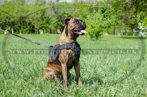 Simply Perfect Boxer Harness with Padded Chest Plate and Handle