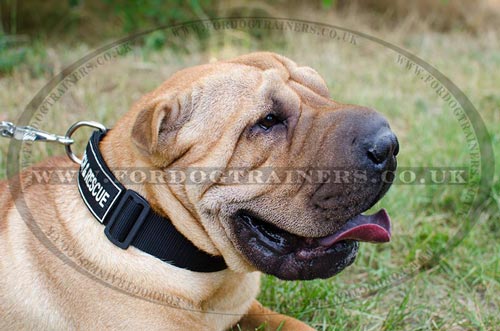 Strong Nylon Dog Collar for Chinese Shar Pei Dog Breed