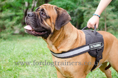 High Vis Dog Harness for Bullmastiff Sport, Service, Walking - Click Image to Close