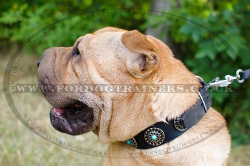 Leather Dog Collars Royal Design for Shar Pei Dogs