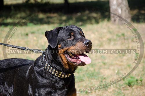 Fashionable Dog Collars with Glancing Rivets for Rottweilers
