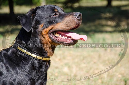 Rottweiler Collar for Dog Style, Brass Plated Design