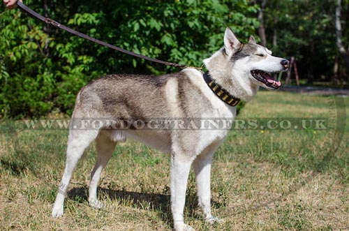 Dog Collar Designs for Husky Dogs | Designer Leather Dog Collars