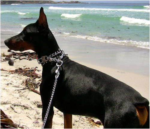 Metal dog lead with leather handle for Doberman