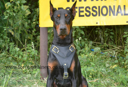 Leather Dog Harness for Doberman| Doberman Training Dog Harness