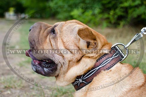 Designer Dog Collar with Barbed Wire Painting for Shar Pei Style