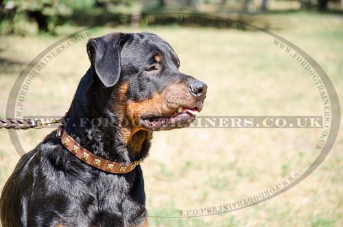 Dog Collars for Rottweiler with Square Studs