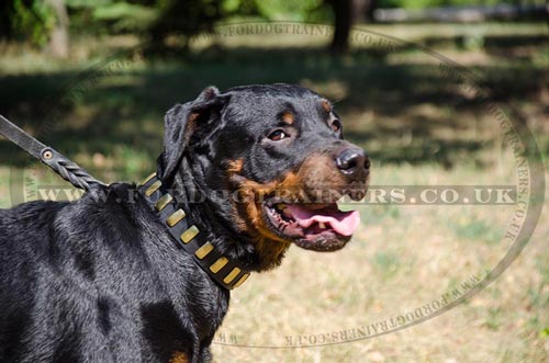 Designer Leather Dog Collars for Rottweilers, Strong and Soft