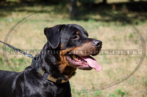Bestseller Dog Collar for Rottweiler Daily Walking!
