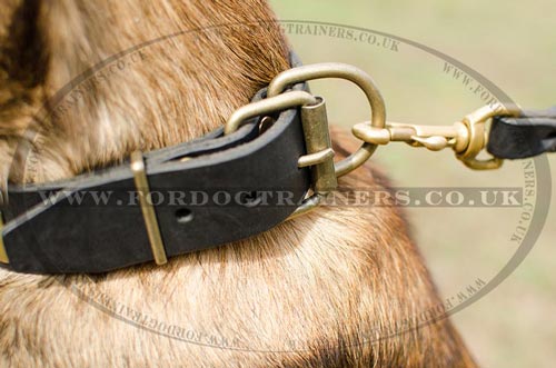 Best Dog Collars with Brass Buckle for Malinois