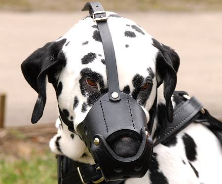 Dalmatian Muzzle, Leather | Soft Dog Muzzle, Felt Padded