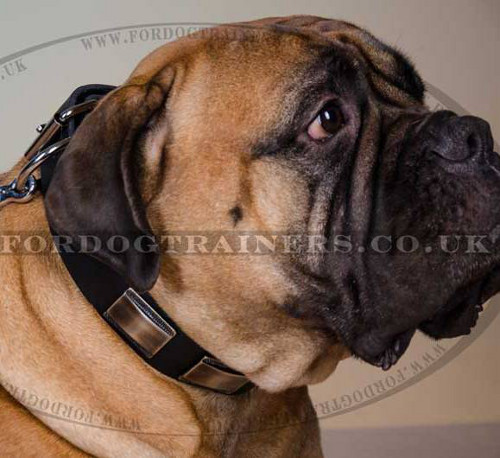 Elegant Dog Collar Leather with Brass | Collar for Bullmastiff