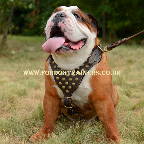 English Bulldog Harness Brass Studded | Walking Dog Harness UK