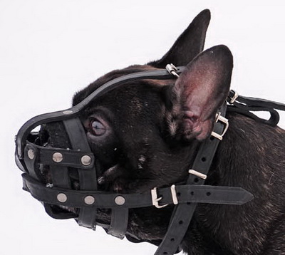 Leather dog muzzle for French Bulldog