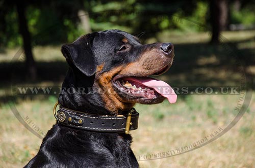 Bestseller Luxury Dog Collar UK with Braided Design for Rotty