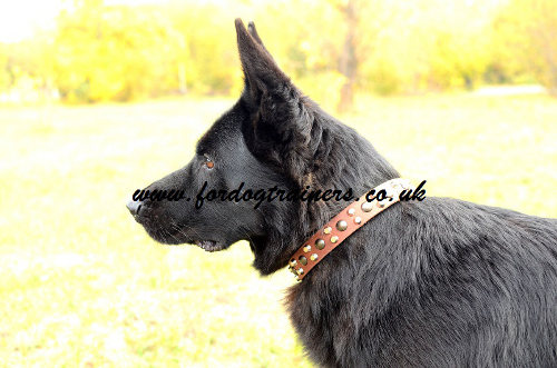 Smart German Shepherd Leather Collars Nicely Studded