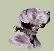 Leather Dog Collar for Great Dane | Large Dog Collar, Spiked