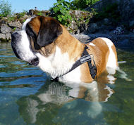 St. Bernard nylon dog harness, best dog control harness UK