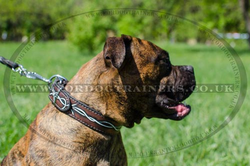 Exclusive Designer Dog Collar for Boxer Dog Training and Walking