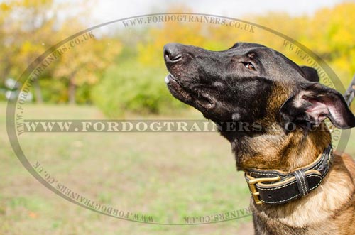 Handmade Dog Collar for Belgian Malinois | Luxury Dog Collars UK