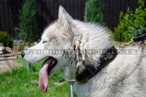 Husky Dog Collar of Royal Design | Soft Padded Dog Collar