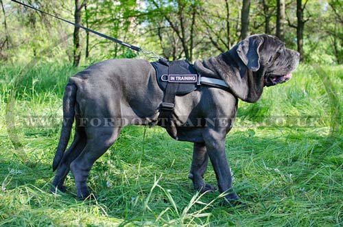 Italian Mastiff Dog Harness | Nylon Dog Harness with Handle