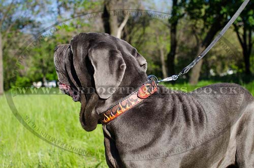 Italian Mastiff Dog Collar with Painting | Designer Dog Collar
