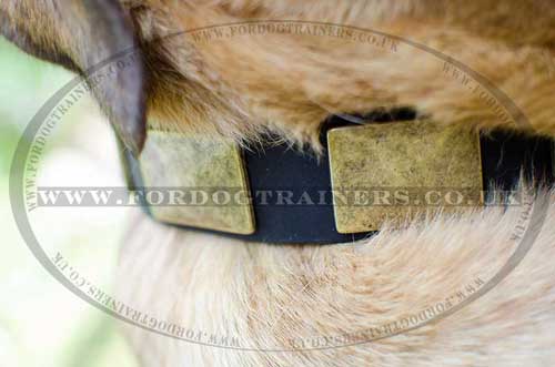 Large Dog Collar for Cane Corso | Soft Padded Dog Collar