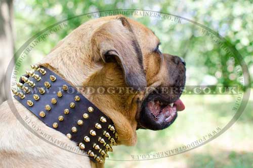 Large Dog Collars with Spikes for Mastiffs | Spiked Dog Collars
