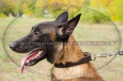 Leather Dog Collar for Malinois | Belgian Shepherd Collar 1.2"