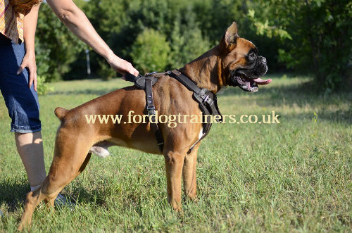 Leather Dog Harness for Boxer | Boxer Harness for Sale