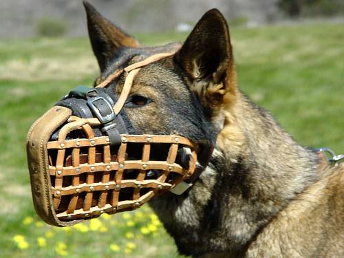 Pro Leather Police Dog Muzzle for German Shepherd K9 Dog