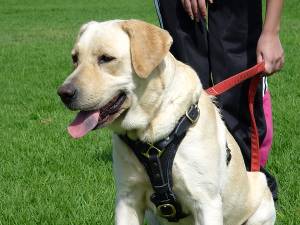 Walking perfect dog harness for Labrador