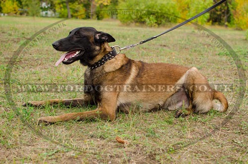 Luxury Dog Collars for Belgian Shepherd Malinois