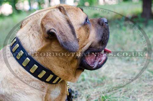 Mastiff Collars with Brass | Leather Dog Collar for Cane Corso