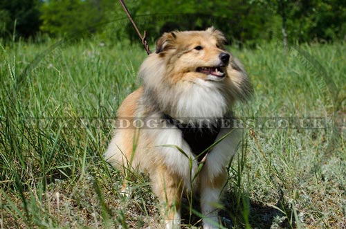 Soft Dog Harness for Sheltie Comfort and Style