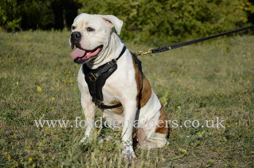 American Bulldog Harness UK | Padded Leather Harness NEW