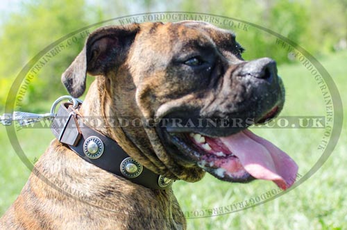 Boxer Dog Collars Handmade By Professionals, with Silver Medals