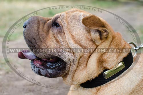 Shar Pei Dog Collars with ID Plate for Secure Dog Walking