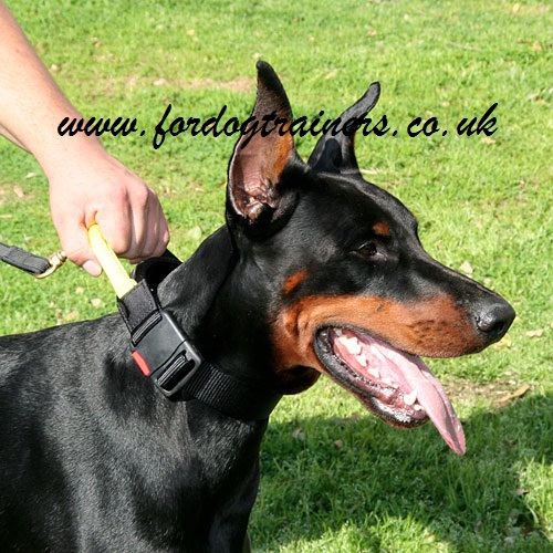 Doberman Collars with Handle | Dog Collar with Handle