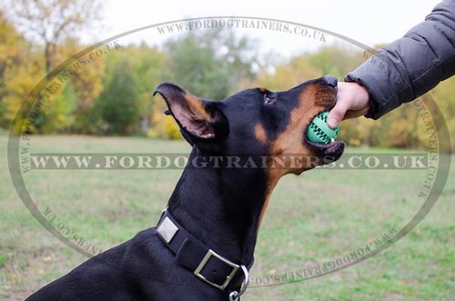 Doberman Collar for Dogs Style | Nylon Dog Collar with Buckle